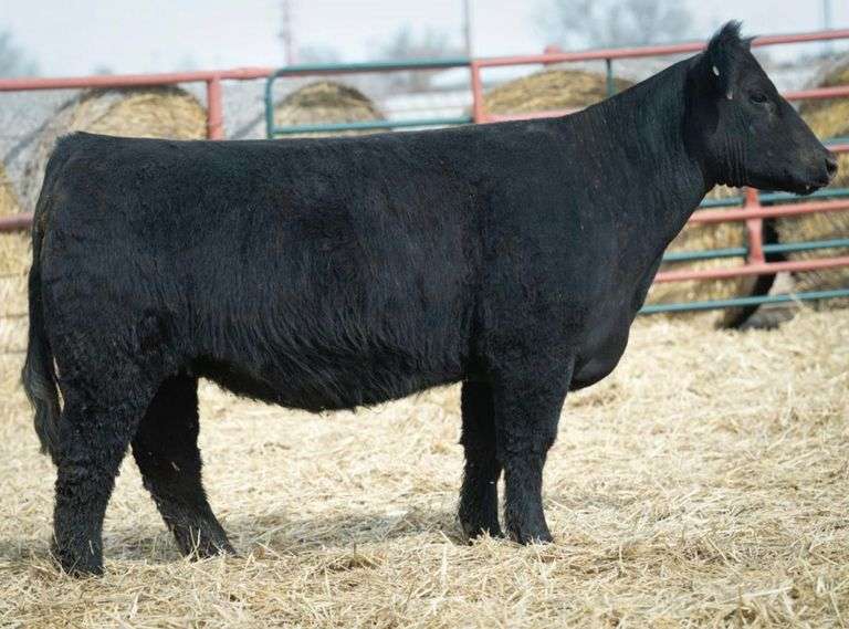 BIRD 271 BRED HEIFER