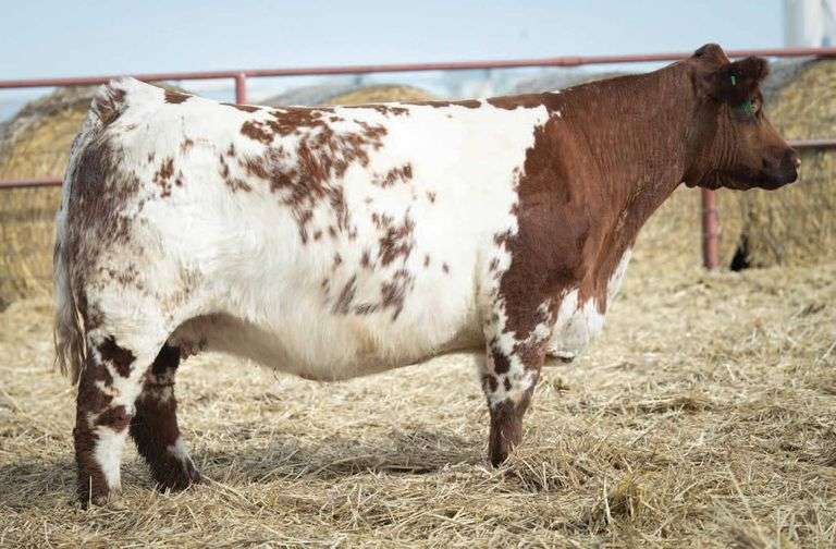 SHIRLEY DONOR 1734 COW