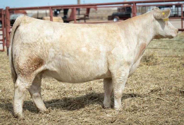 HALE 836 COW