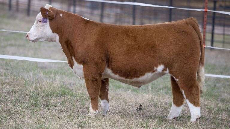 TAG 362 STEER