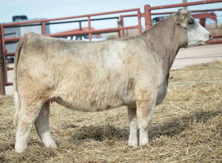 MIMMS 222 BRED HEIFER