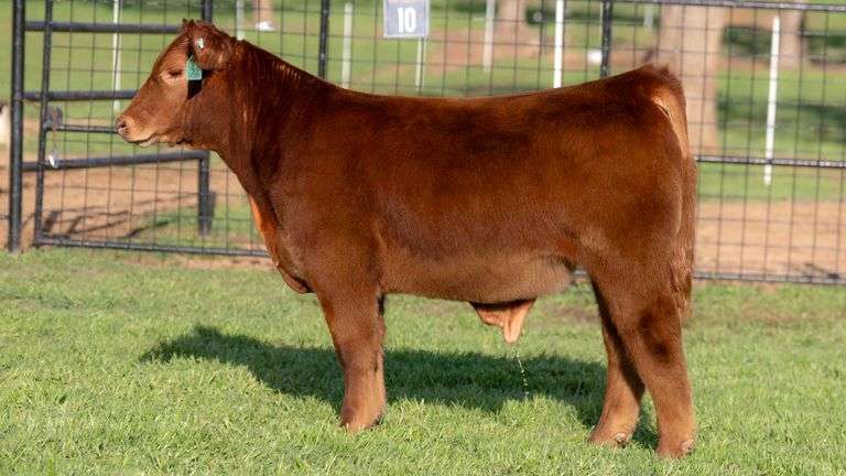 TAG 105 STEER