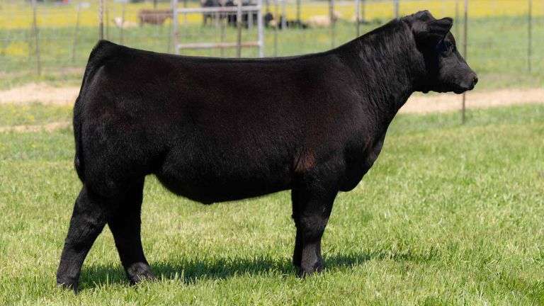 TAG 2342 STEER