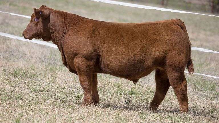 TAG 375  STEER