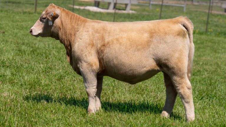 TAG 842 HEIFER