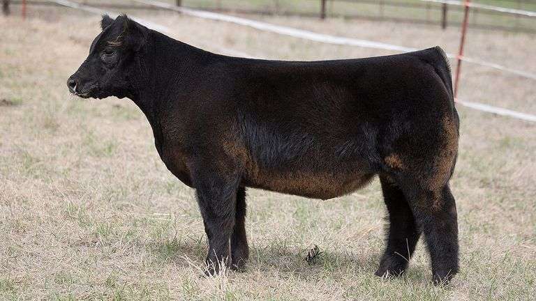 TAG 452 STEER