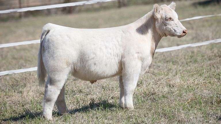 TAG 405 STEER