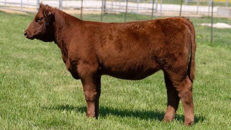 TAG 94J HEIFER