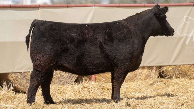 BROCK 1195 COW