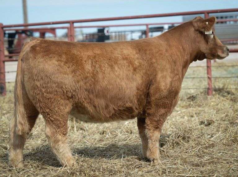 MIMMS 1018 COW