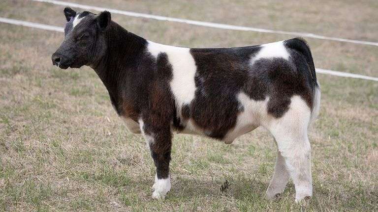 TAG 408 STEER