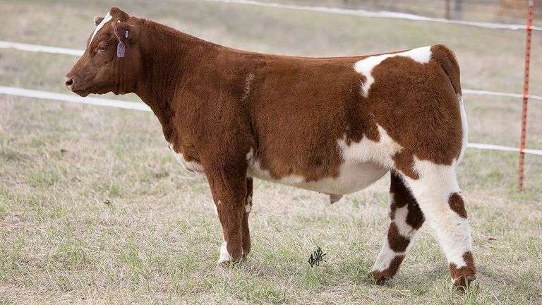 TAG 320  STEER