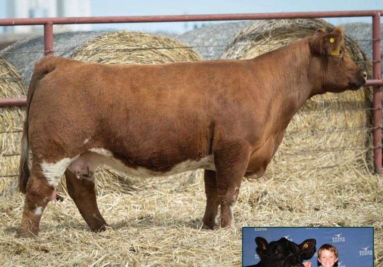 HALE DONOR 731 COW