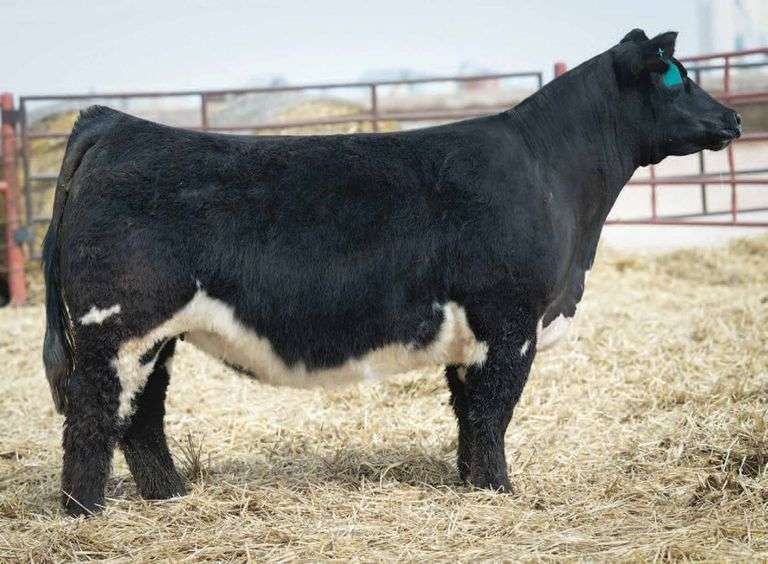 SHIRLEY 2133 BRED HEIFER