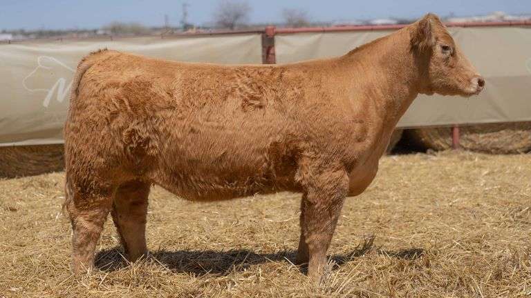 MIMMS 1303 COW