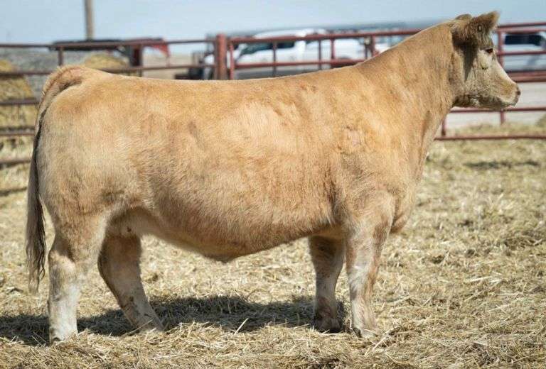 MIMMS 808 COW