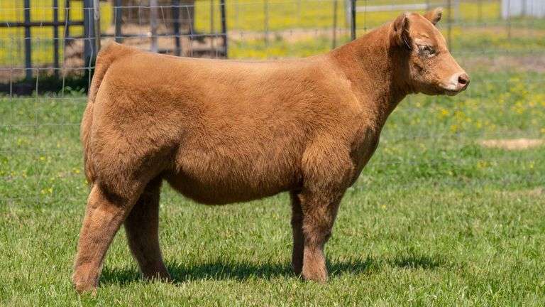 TAG 2344 STEER