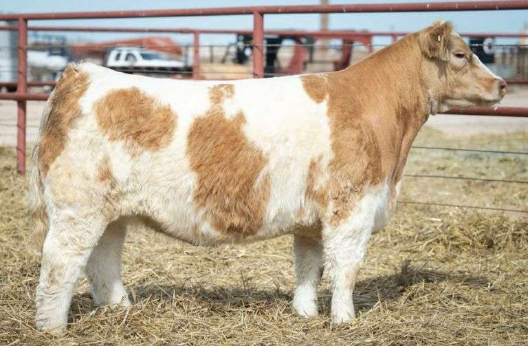 MIMMS 103 COW