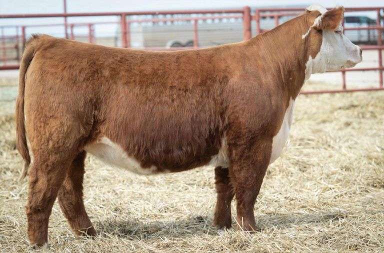 HALE 215 BRED HEIFER