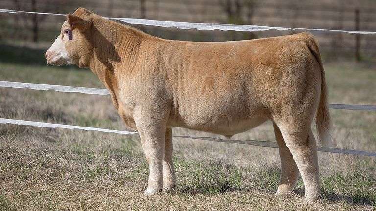 TAG 445 STEER