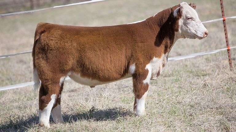 TAG 212 STEER