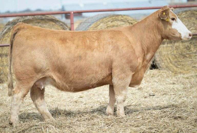 HALE 6188 COW