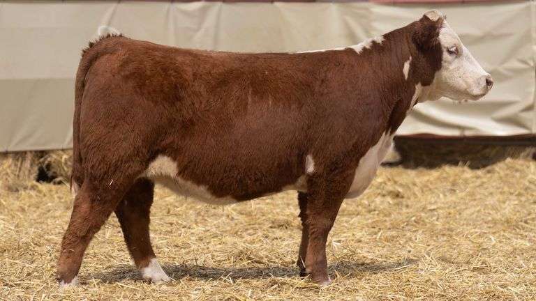 HALE 211 BRED HEIFER