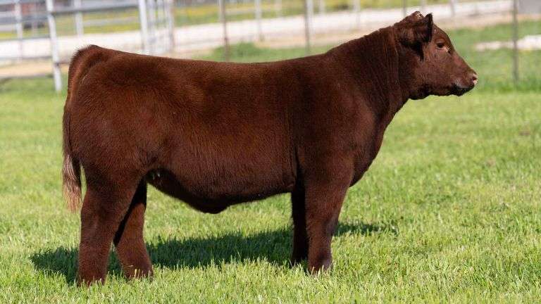 TAG 62 HEIFER