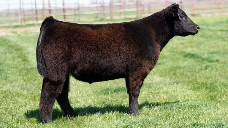 TAG 239 STEER