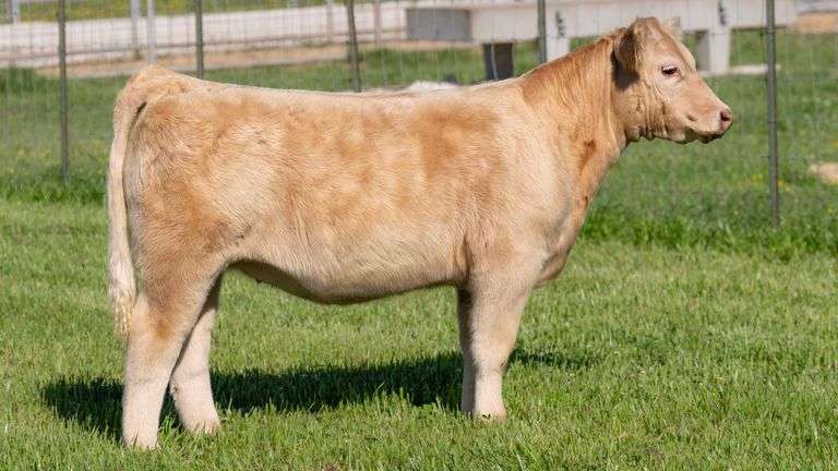 TAG 892 HEIFER
