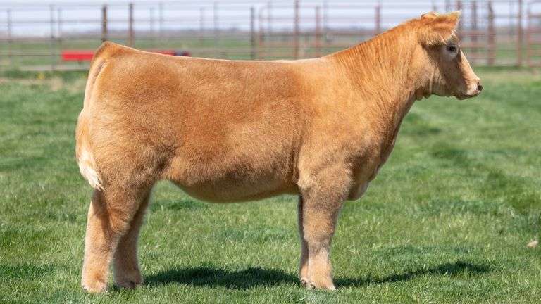 TAG 232 STEER