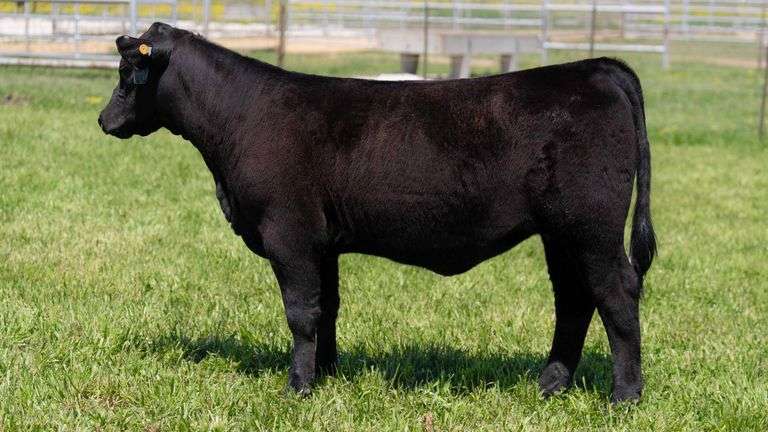 TAG 192F HEIFER