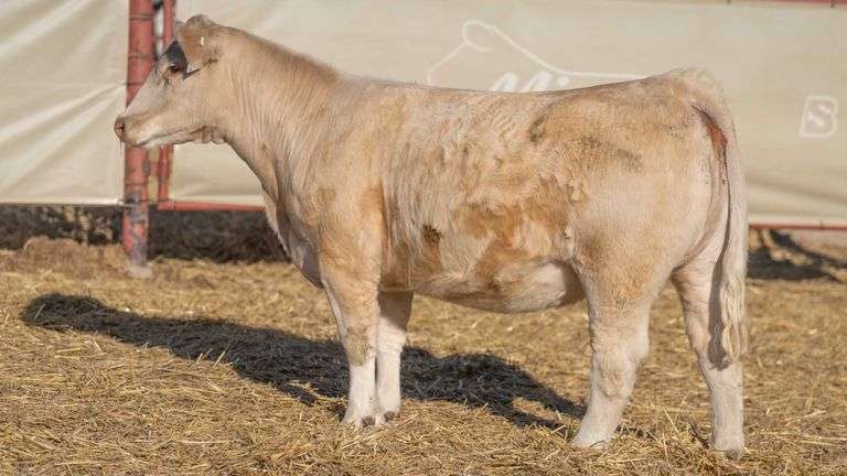 BIRD 203-2 BRED HEIFER