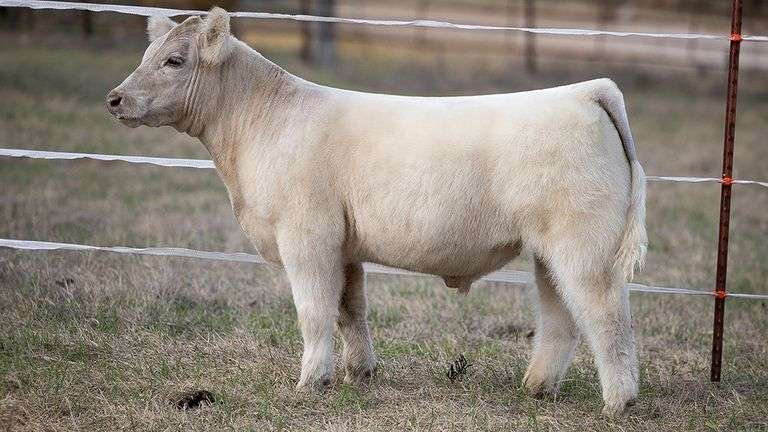 TAG 411 STEER
