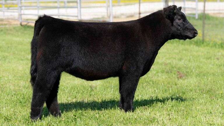 TAG 6145 HEIFER