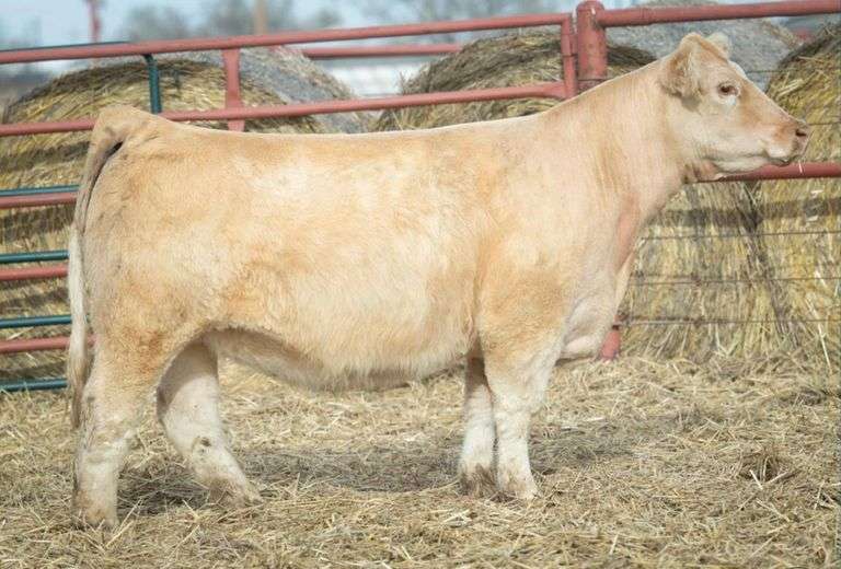 BIRD 203-3 BRED HEIFER