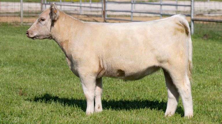 TAG 726 HEIFER