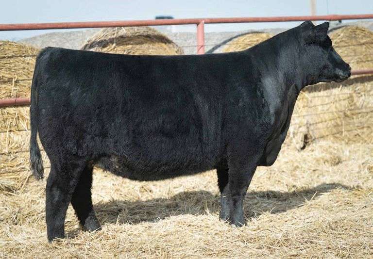SHARP 4267 COW