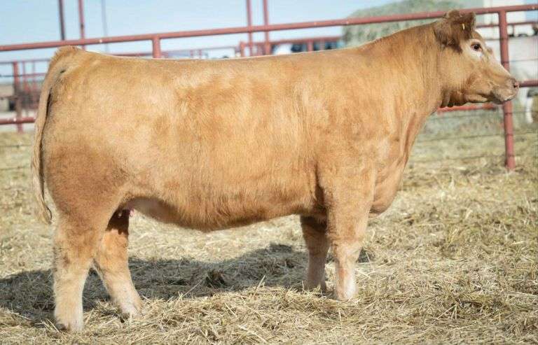 SHARP 18 BRED HEIFER