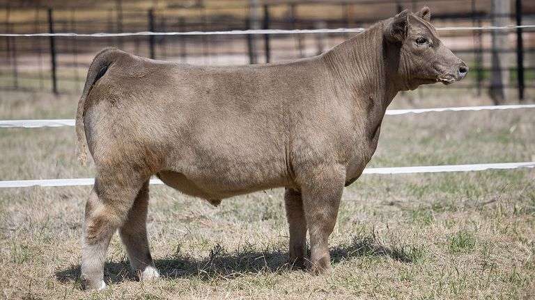 TAG 370  STEER