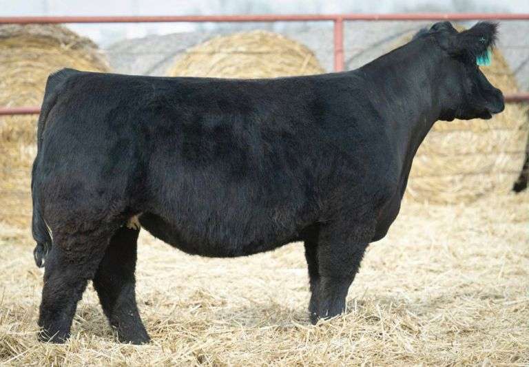 SHIRLEY 2105 BRED HEIFER
