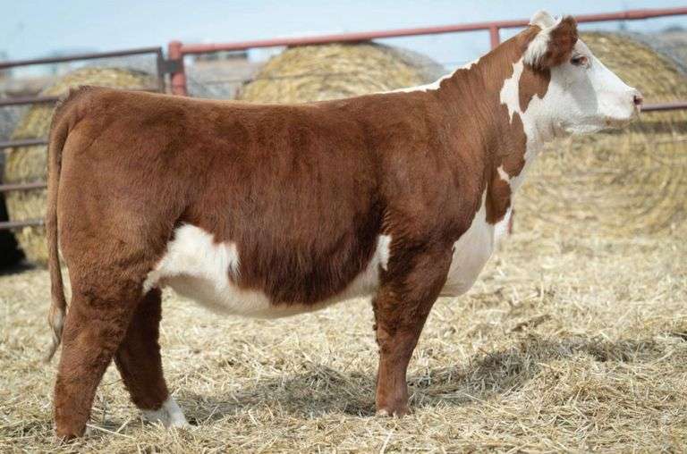 HALE 209 BRED HEIFER