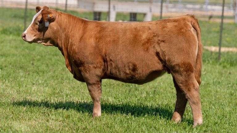 TAG 197 HEIFER