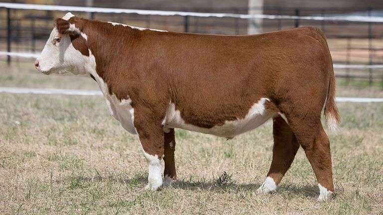 TAG 390 STEER