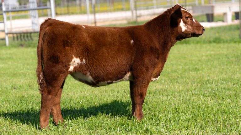 TAG 59 HEIFER