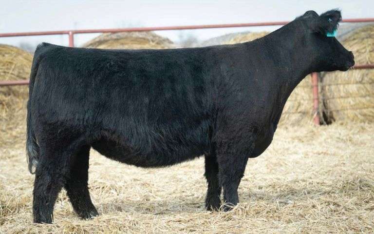 SHIRLEY/ARMES 1171 COW
