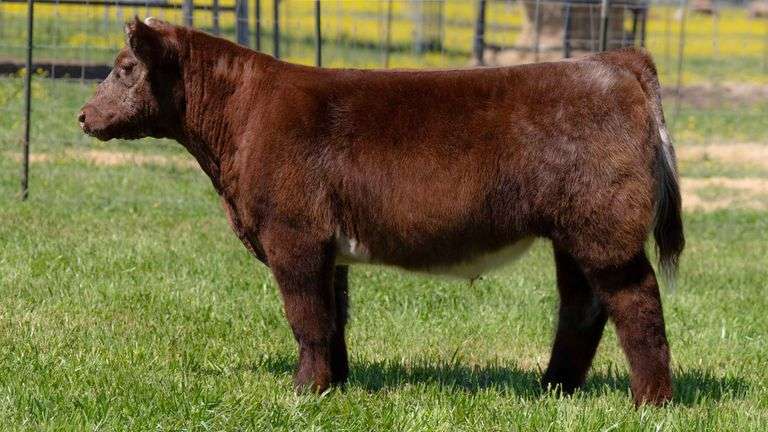 TAG 2345 STEER