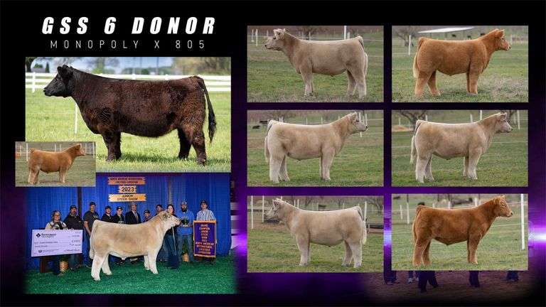 6 DONOR X CHOICE EMBRYOS - SteerBidder
