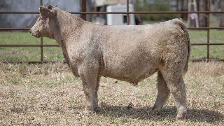 TAG 417 STEER