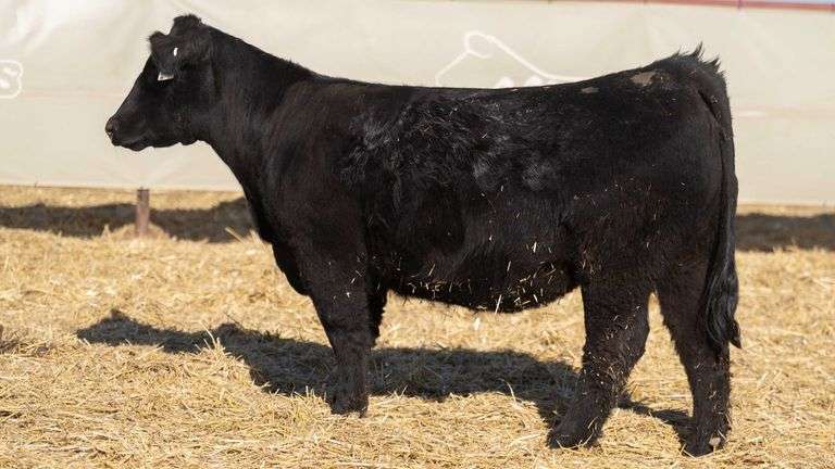 MIMMS 2571 BRED HEIFER